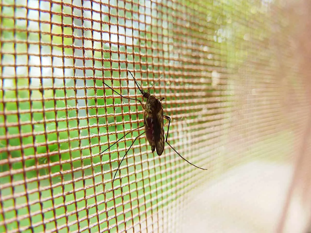mosquito on a net