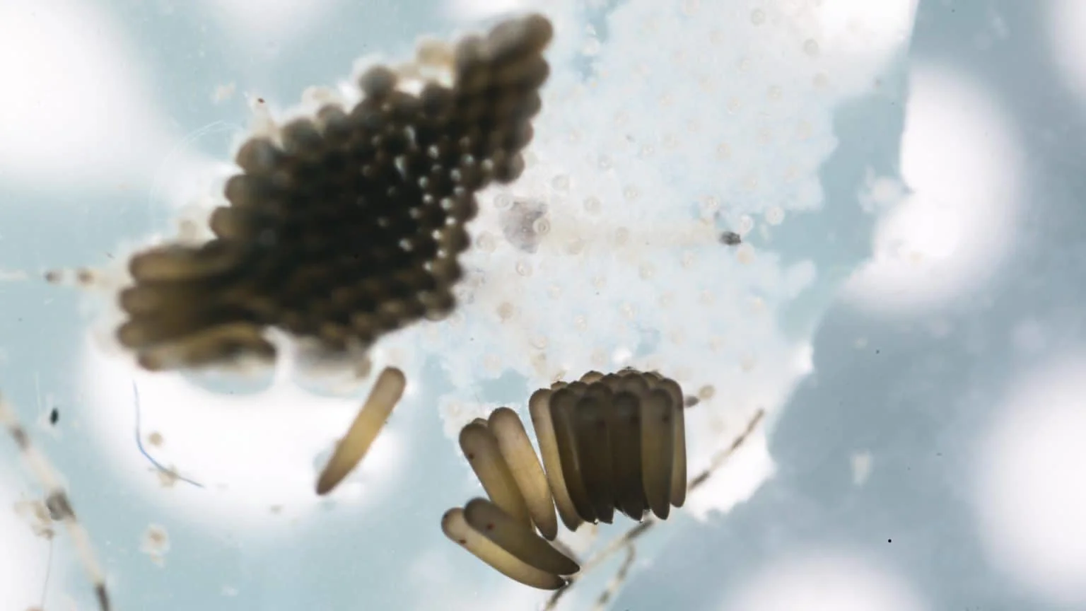 Life Cycle of Mosquitoes