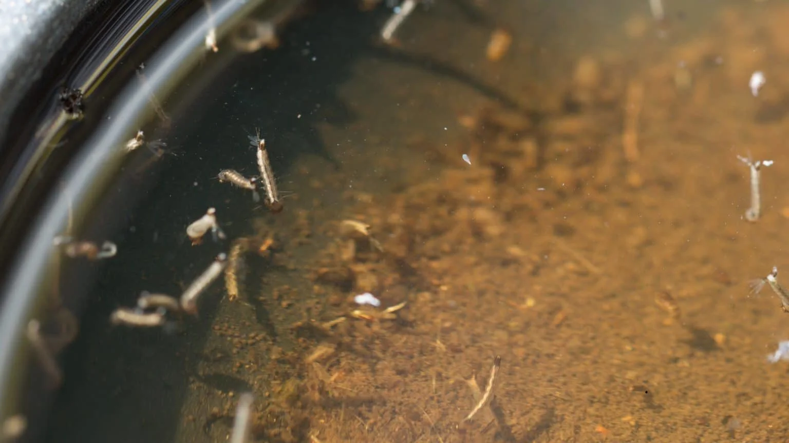 Mosquitoes in Stagnant Water