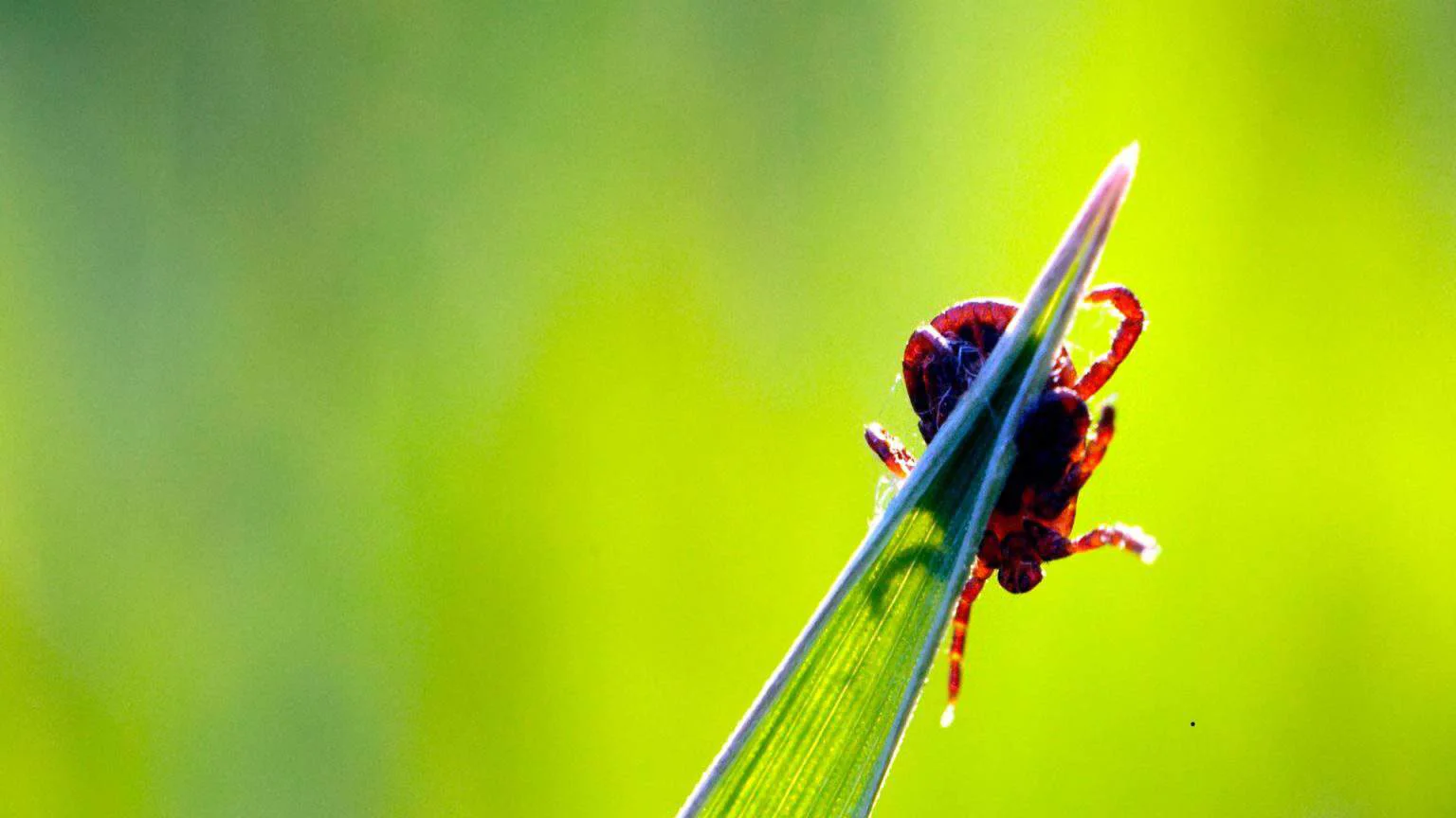 Springtime Pests 2-1536X 864 Jpg