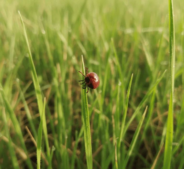 Tick on tall grass