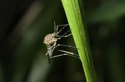 Mosquito on a plant stem in Greater Columbus OH
